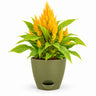 Celosia Plant
