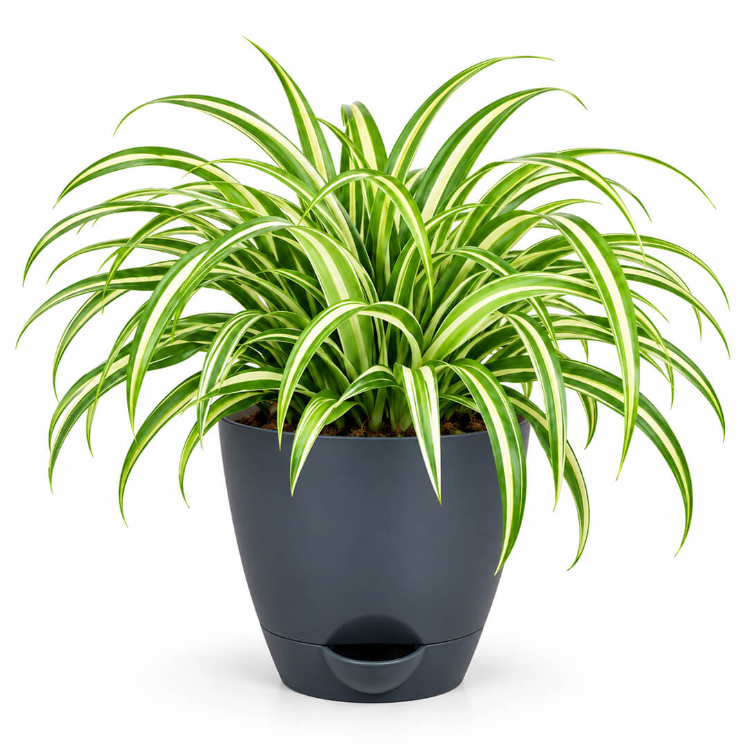 Arching green chlorophytum spider plant leaves planted in a 5-inch plastic pot.