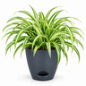 Chlorophytum Plant