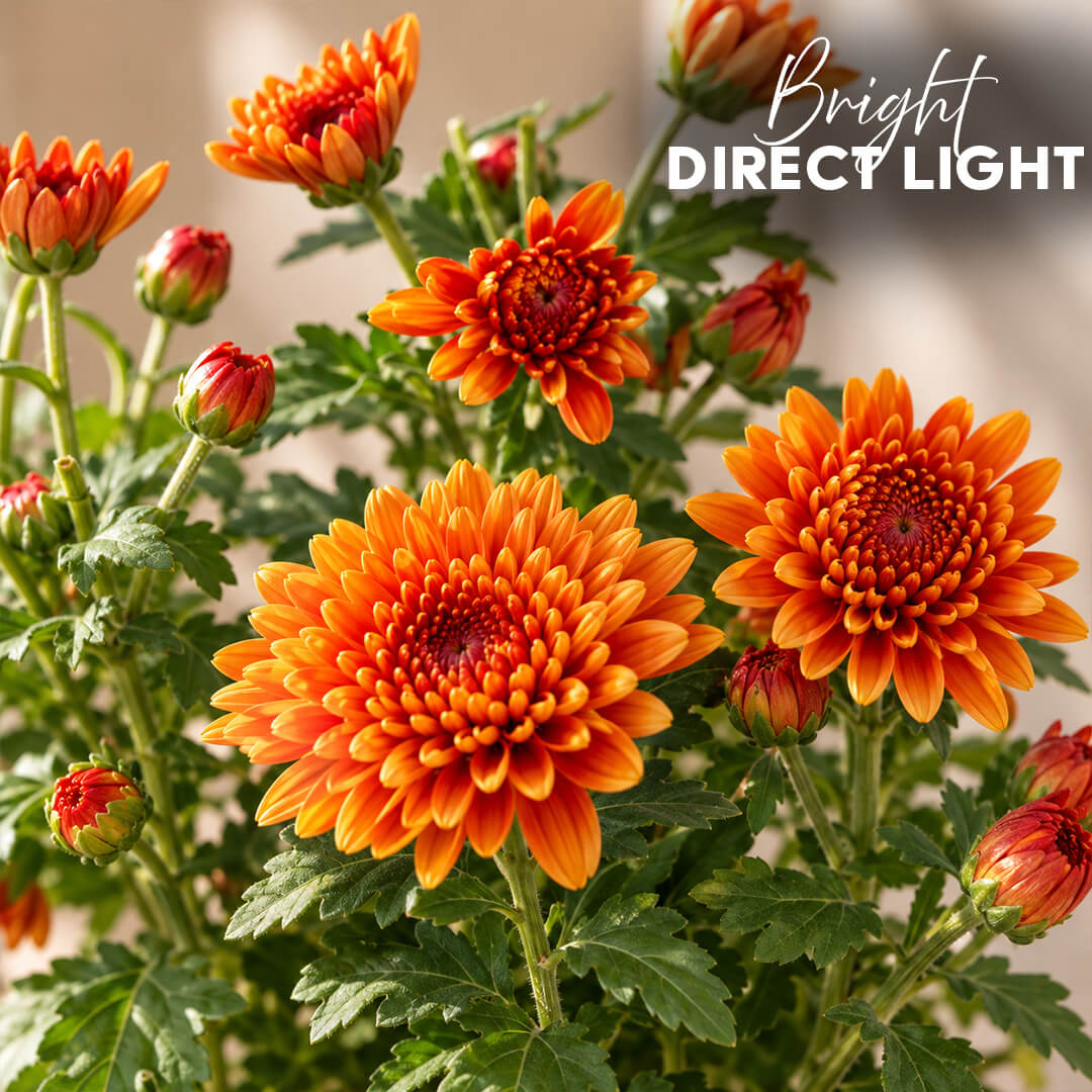 Fresh green chrysanthemum plant with vibrant foliage in a 5-inch plastic pot.