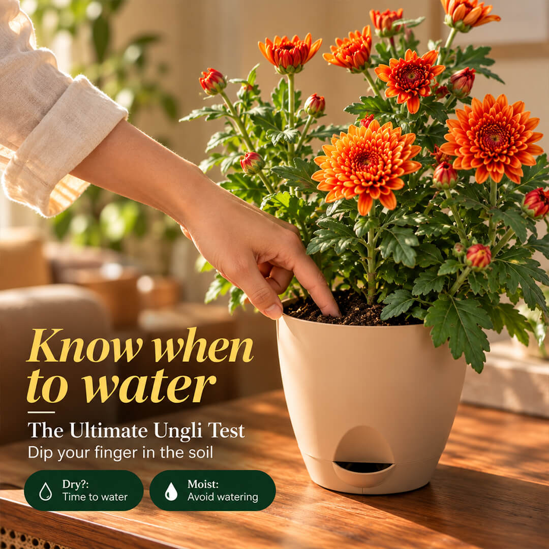 Fresh green chrysanthemum plant with vibrant foliage in a 5-inch plastic pot.
