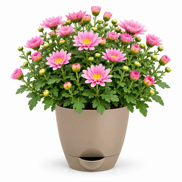 Fresh green chrysanthemum plant with vibrant foliage in a 5-inch plastic pot.