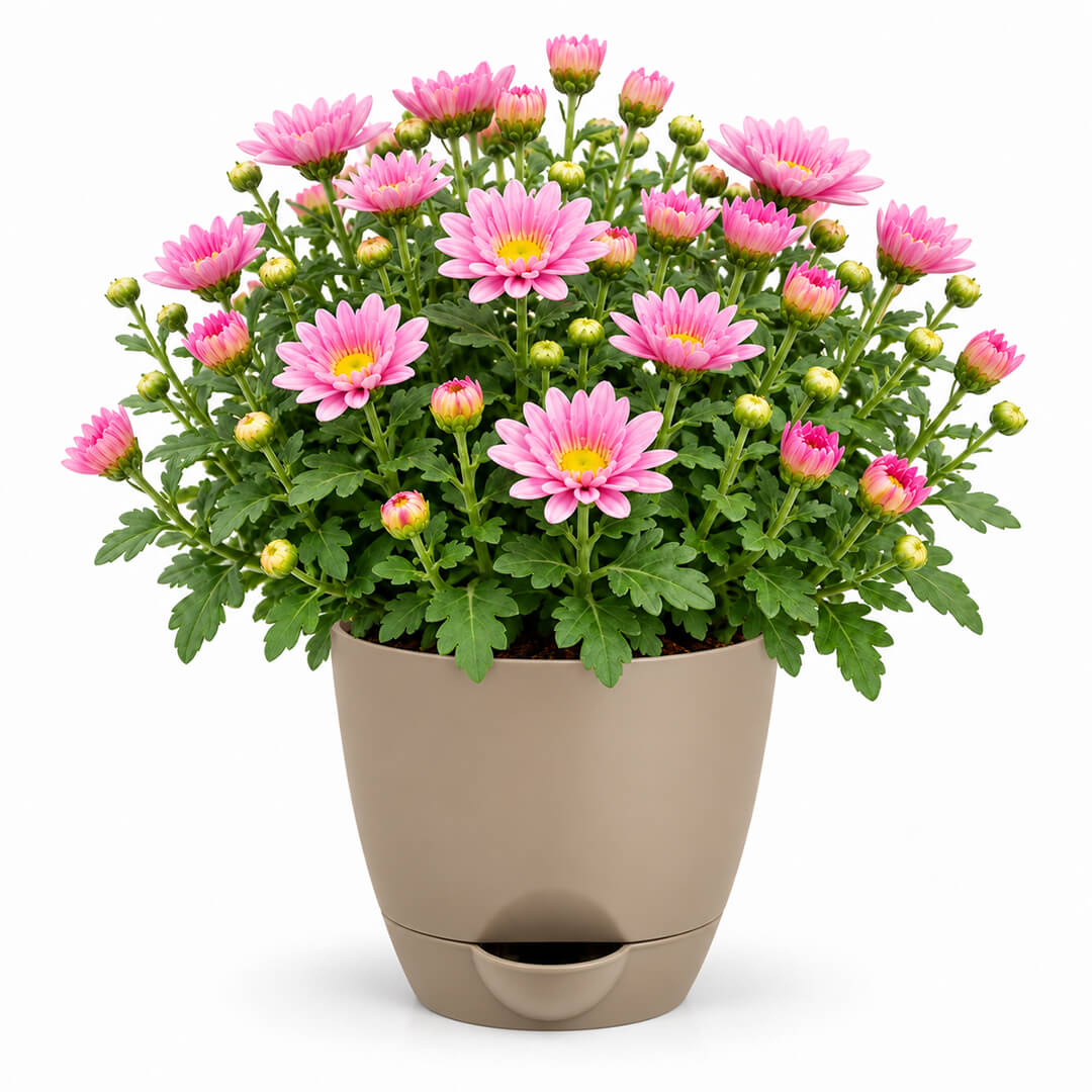Fresh green chrysanthemum plant with vibrant foliage in a 5-inch plastic pot.