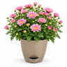 Chrysanthemum Plant