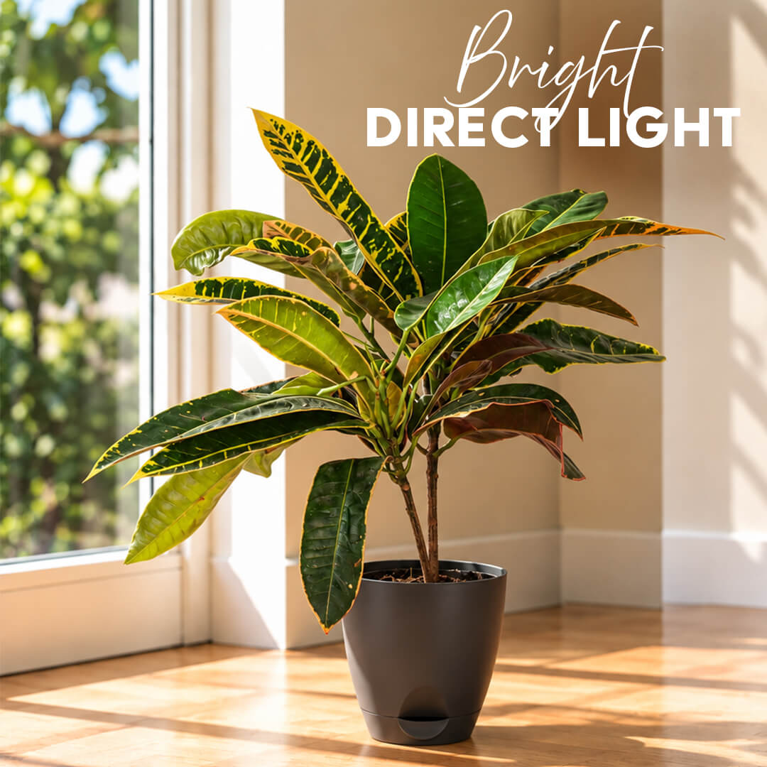 Vibrant green and multicolored croton plant leaves planted in a 5-inch plastic pot.