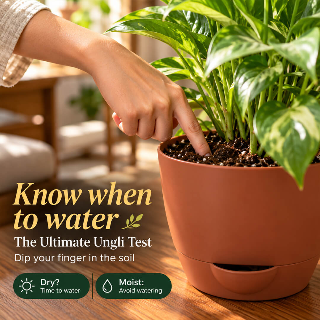 Vibrant green and multicolored croton plant leaves planted in a 5-inch plastic pot.