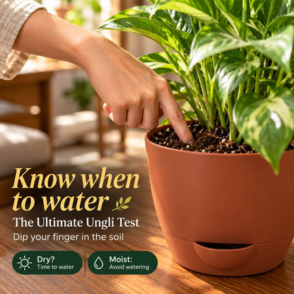 Vibrant green and multicolored croton plant leaves planted in a 5-inch plastic pot.