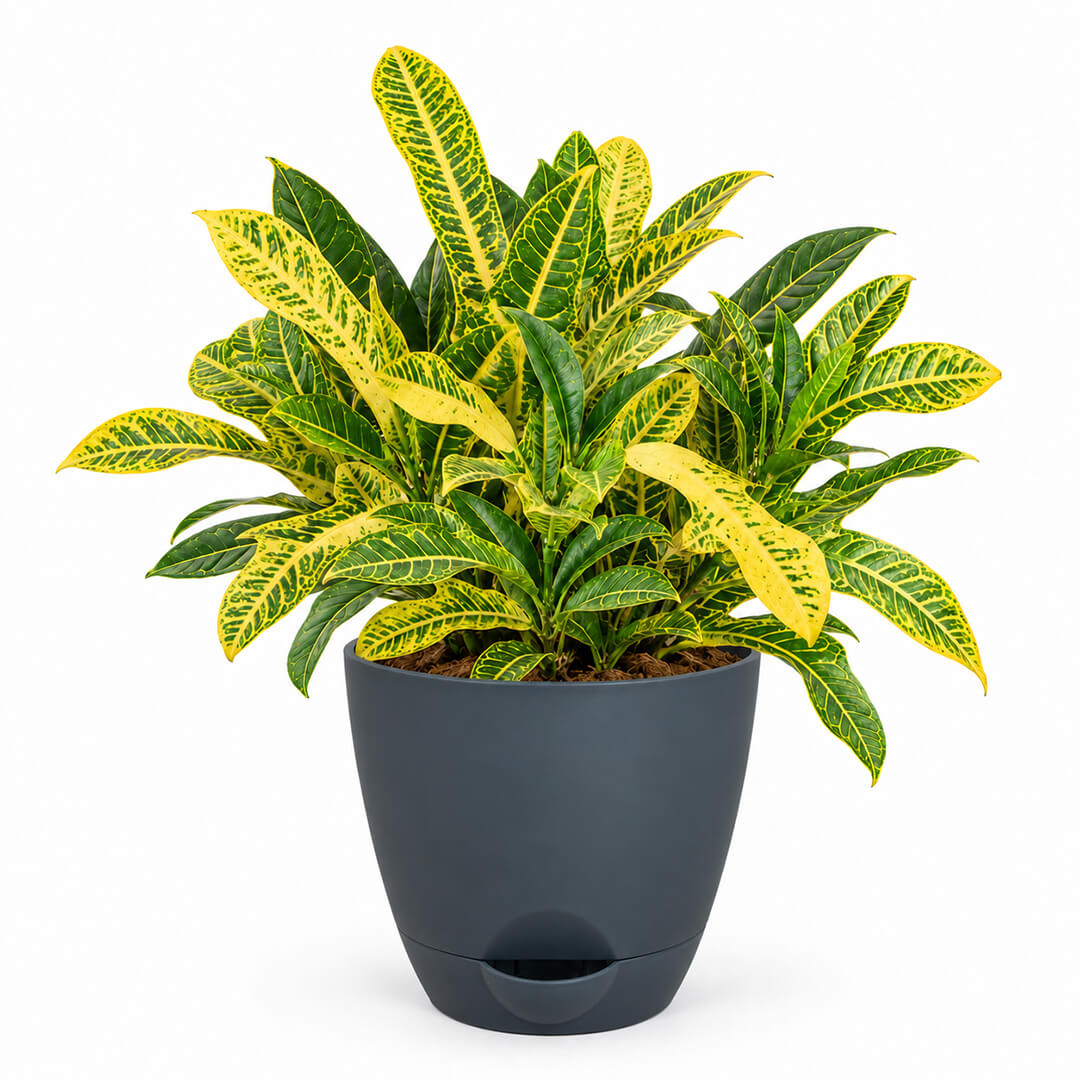 Vibrant green and multicolored croton plant leaves planted in a 5-inch plastic pot.