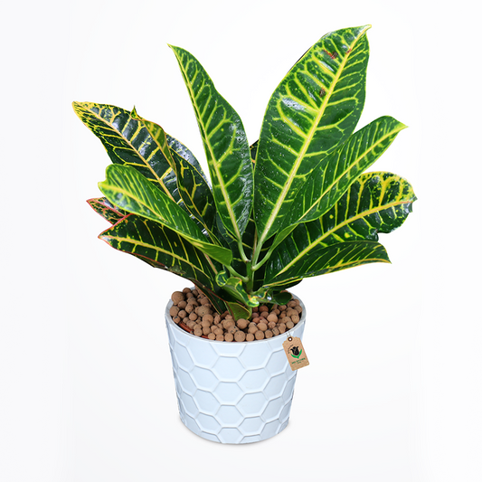 Crotons Plants - Image 1