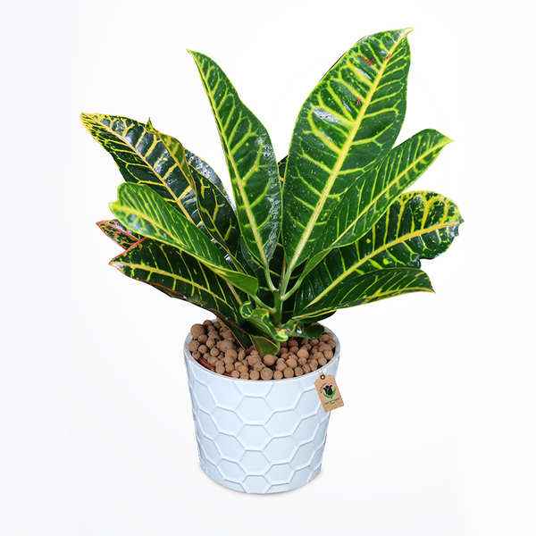 Crotons Plants - Image 1