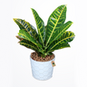 Crotons Plants