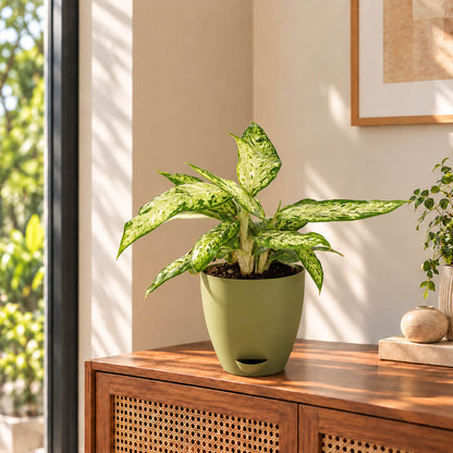 Patterned green dieffenbachia houseplant growing in a 5-inch plastic pot.