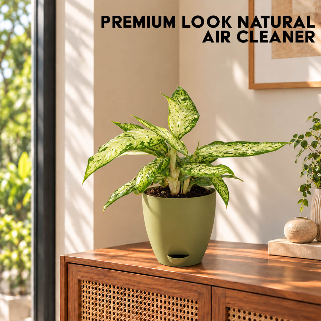 Patterned green dieffenbachia houseplant growing in a 5-inch plastic pot.