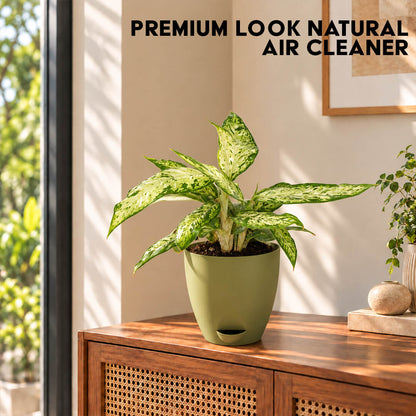 Patterned green dieffenbachia houseplant growing in a 5-inch plastic pot.