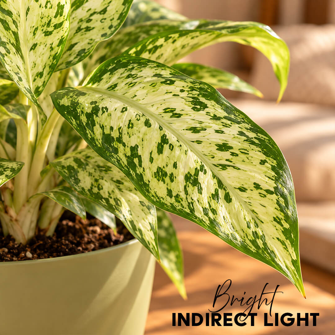 Patterned green dieffenbachia houseplant growing in a 5-inch plastic pot.