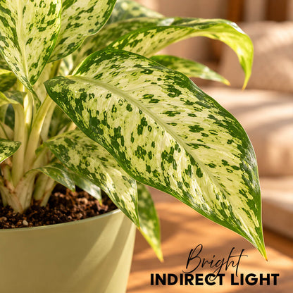 Patterned green dieffenbachia houseplant growing in a 5-inch plastic pot.