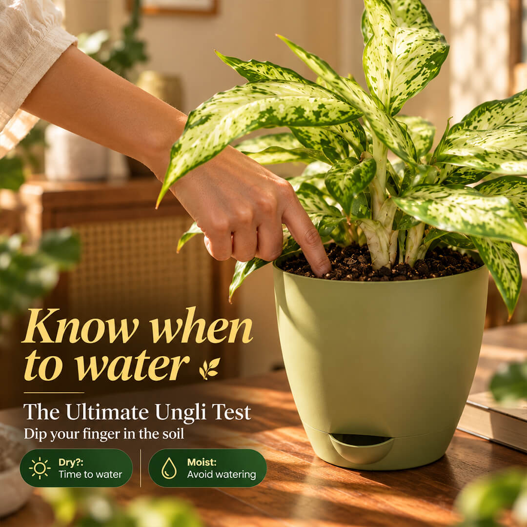 Patterned green dieffenbachia houseplant growing in a 5-inch plastic pot.