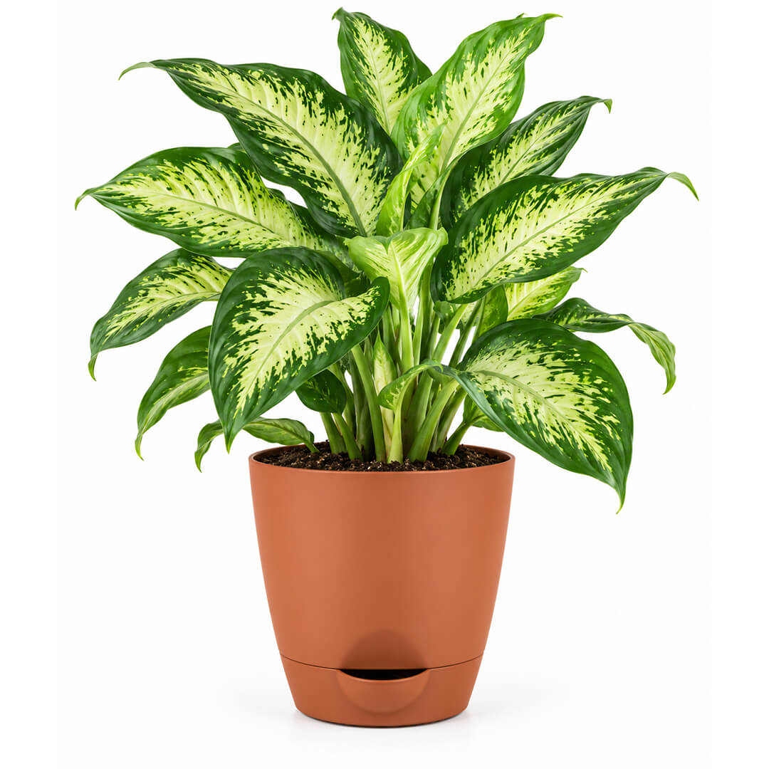 Patterned green dieffenbachia houseplant growing in a 5-inch plastic pot.