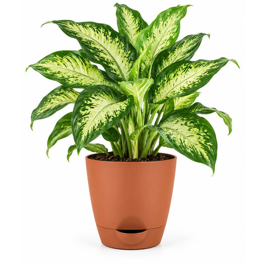 Patterned green dieffenbachia houseplant growing in a 5-inch plastic pot.