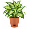 Diffenbachia Plant