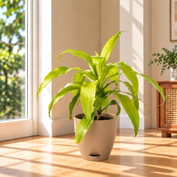 Upright green dracaena gold plant growing inside a 7-inch plastic pot.