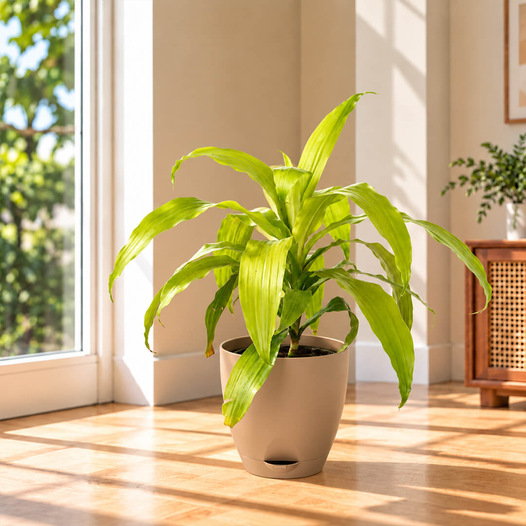 Upright green dracaena gold plant growing inside a 7-inch plastic pot.