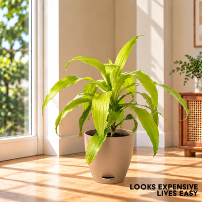 Upright green dracaena gold plant growing inside a 7-inch plastic pot.