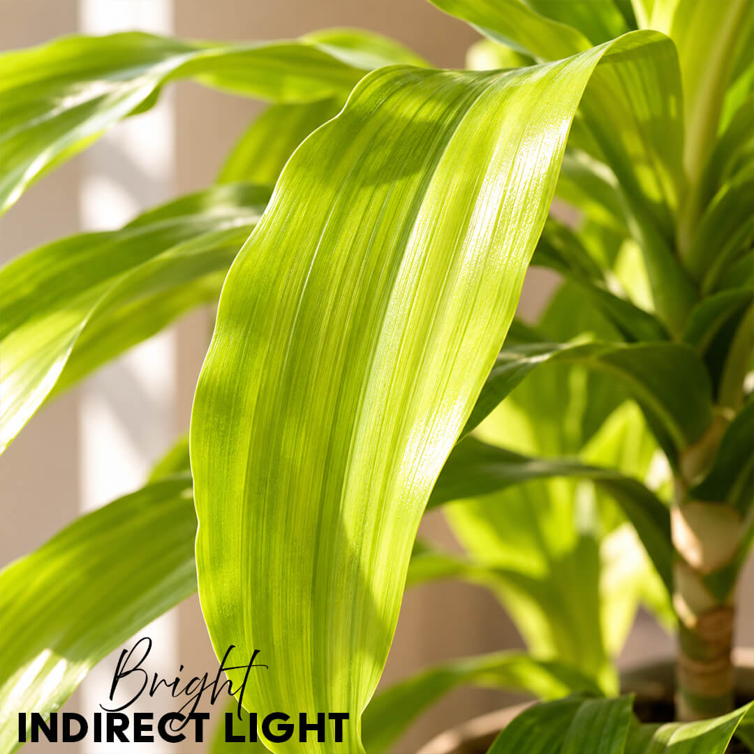 Upright green dracaena gold plant growing inside a 7-inch plastic pot.