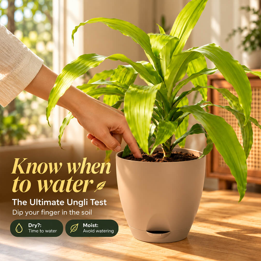 Upright green dracaena gold plant growing inside a 7-inch plastic pot.