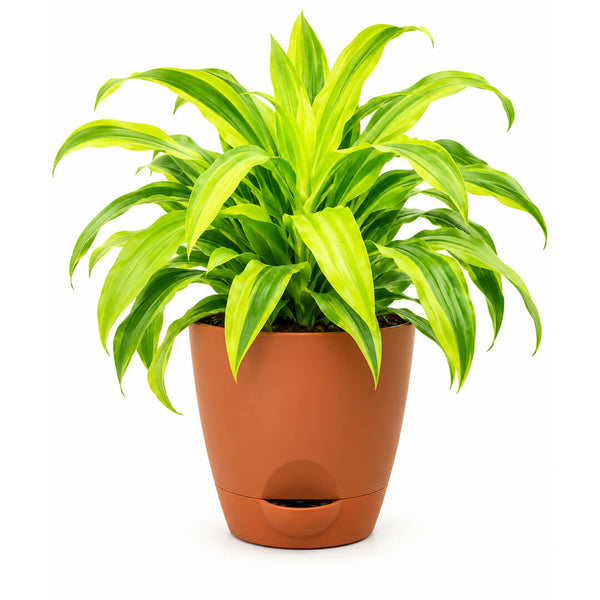 Upright green dracaena gold plant growing inside a 7-inch plastic pot.