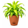 Drascena gold Plant