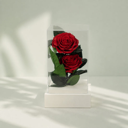Duo of red preserved roses in a transparent acrylic box, elegant long-lasting floral gift by Black Tulip Flowers