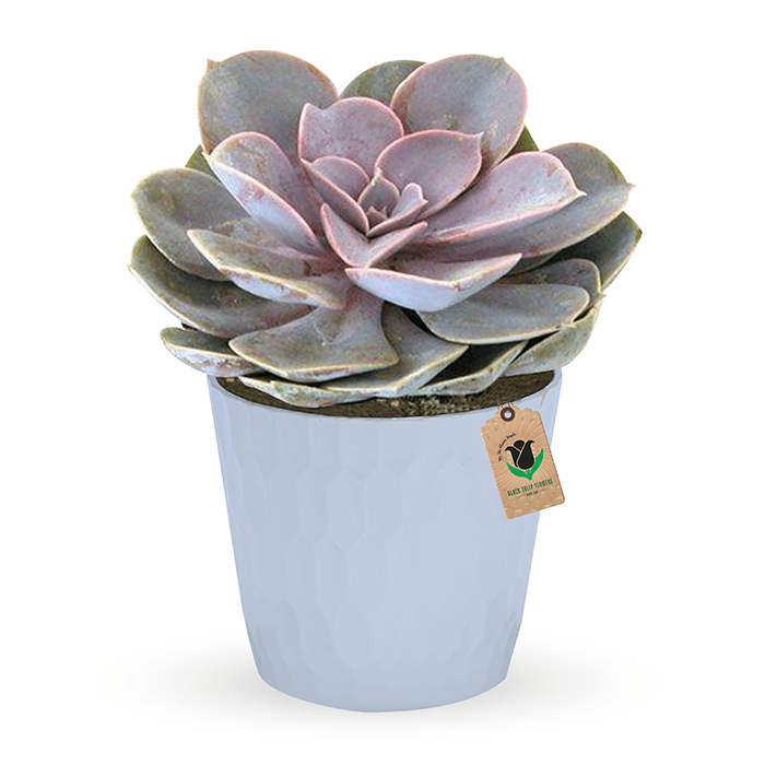 Echeveria - Image 1