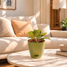 Fittonia Plant