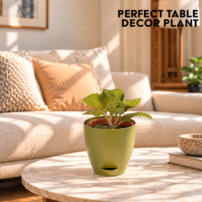 Petite green fittonia nerve plant with detailed veins in a 4-inch plastic pot.