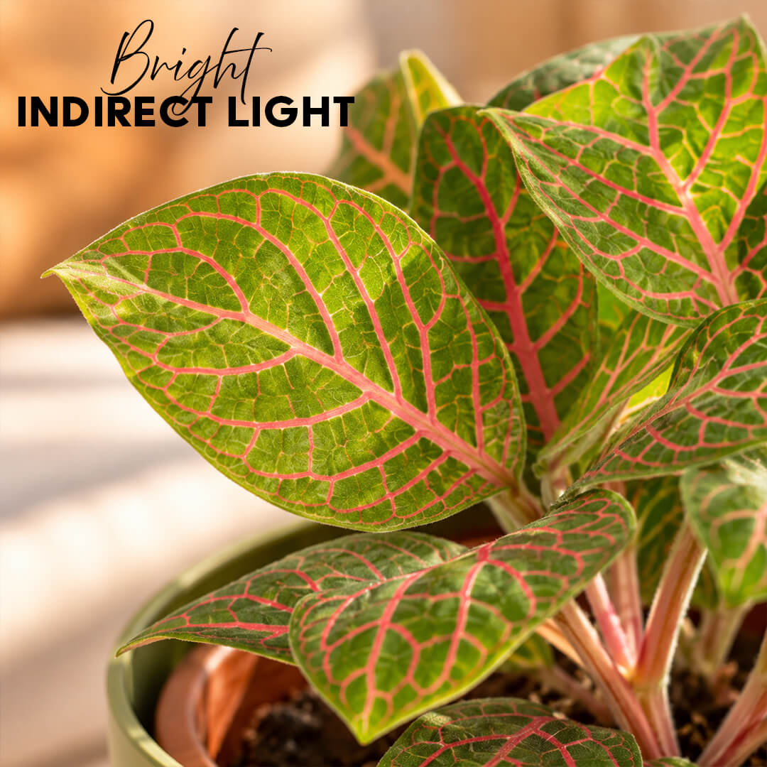 Petite green fittonia nerve plant with detailed veins in a 4-inch plastic pot.