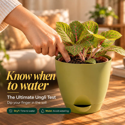 Petite green fittonia nerve plant with detailed veins in a 4-inch plastic pot.