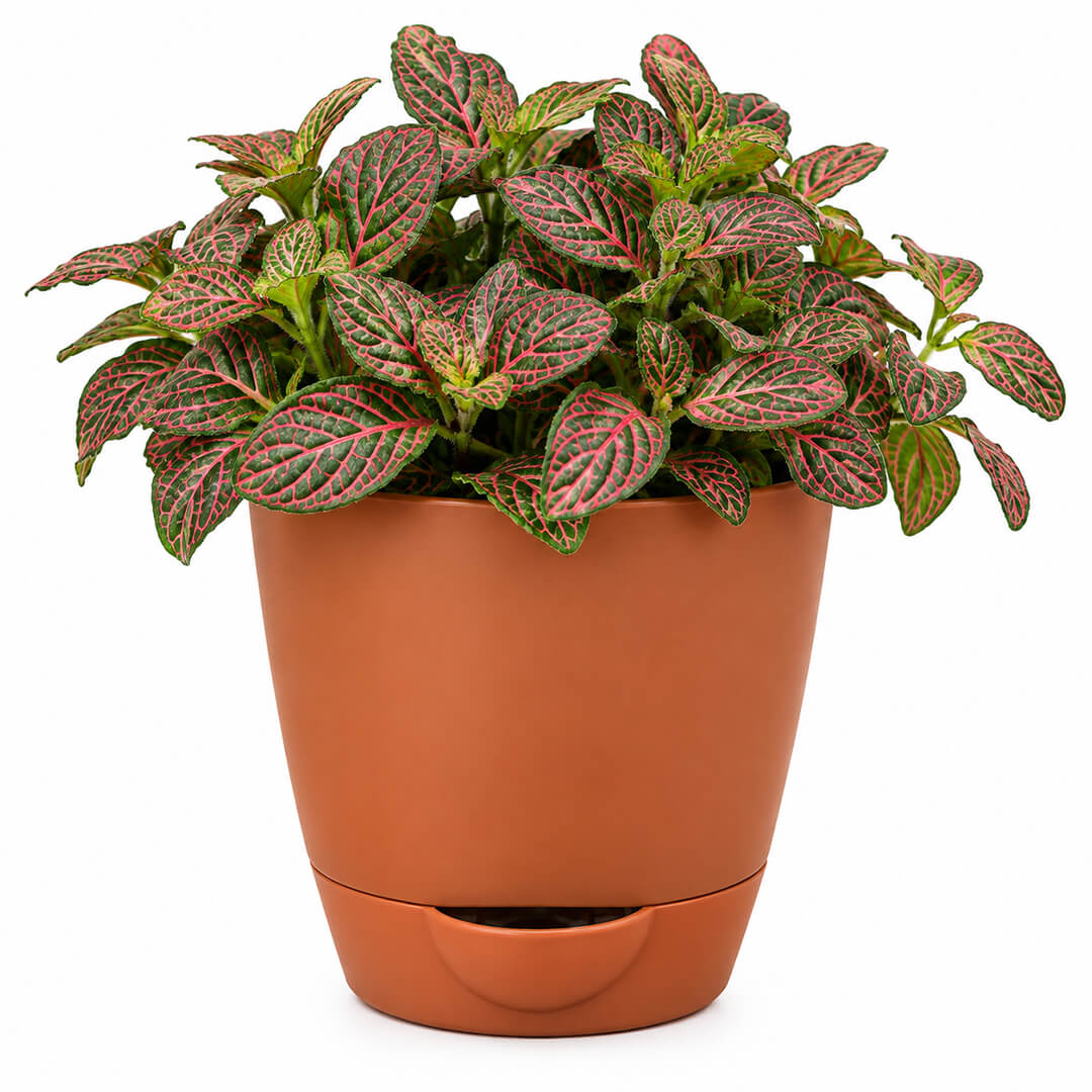 Petite green fittonia nerve plant with detailed veins in a 4-inch plastic pot.