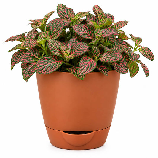 Petite green fittonia nerve plant with detailed veins in a 4-inch plastic pot.
