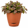 Fittonia Plant