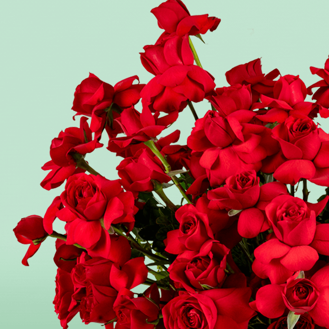 Classic red rose bloom box arranged in premium round red flower box