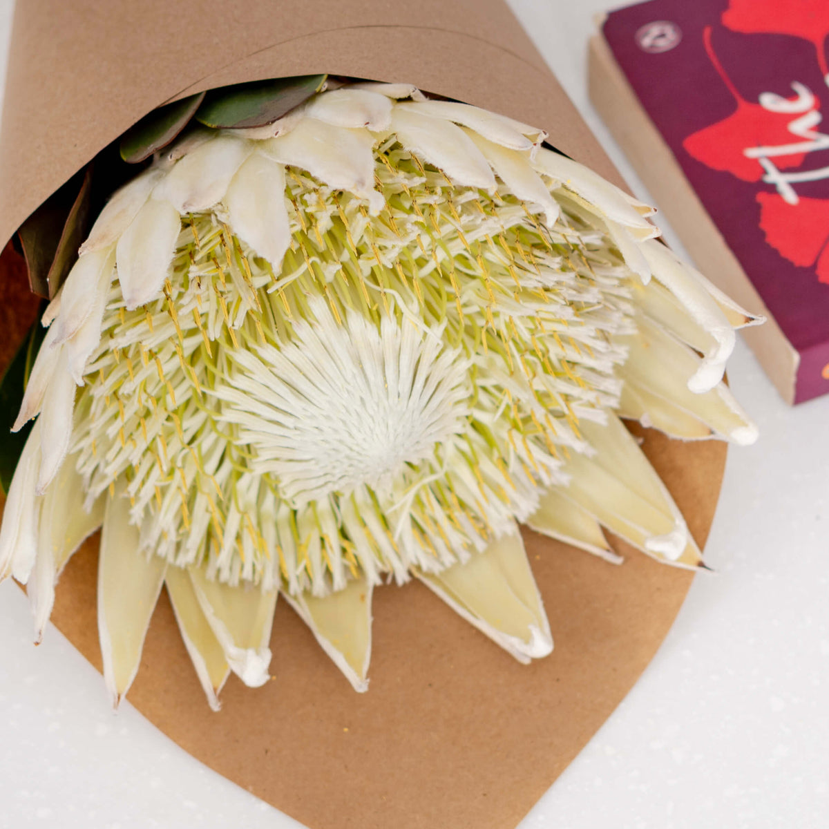 King Protea with a large textured flower wrapped in a sheet