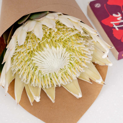 King Protea with a large textured flower wrapped in a sheet