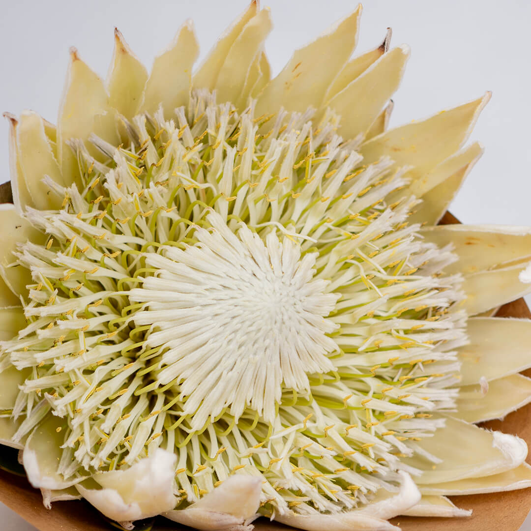 King Protea with a large textured flower wrapped in a sheet