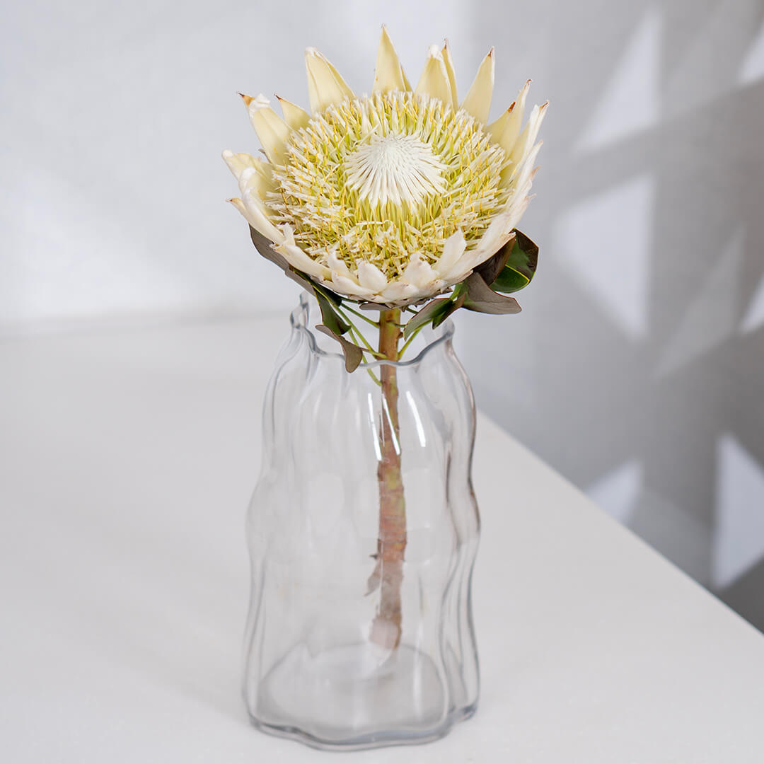King Protea with a large textured flower wrapped in a sheet