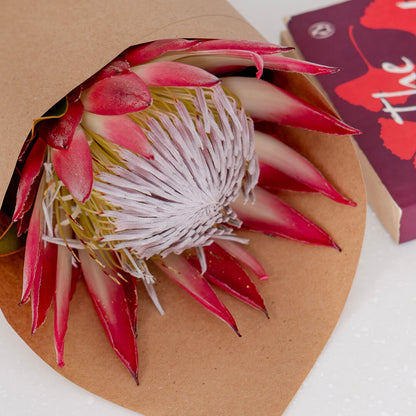 King Protea with a large textured flower wrapped in a sheet