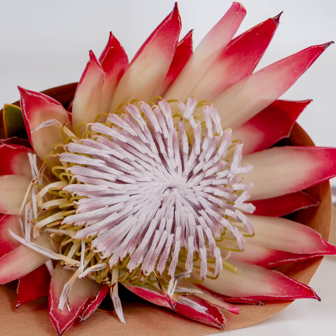 King Protea with a large textured flower wrapped in a sheet