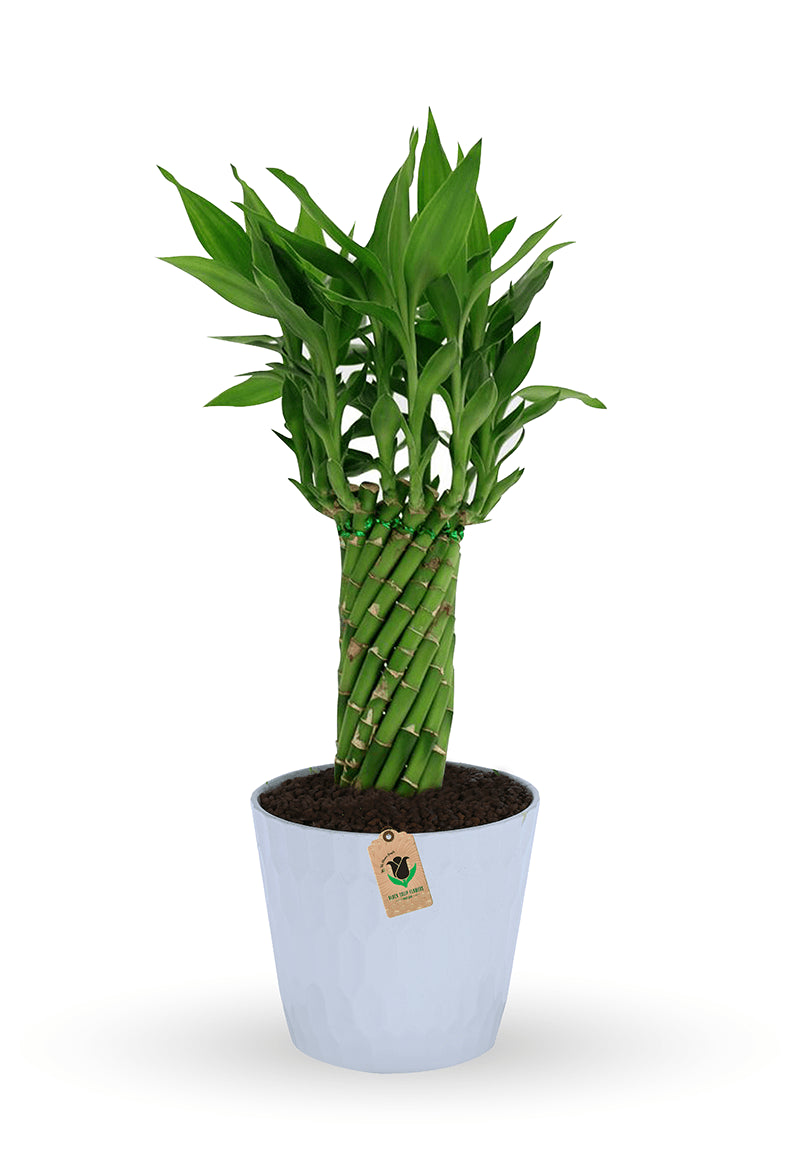 Lucky Bamboo - Image 1