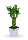 Lucky Bamboo