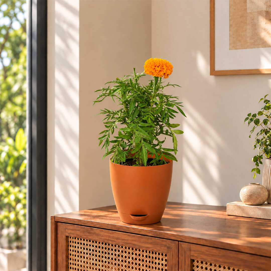 Fresh orange marigold plant with vibrant green leaves in a 7-inch plastic pot.